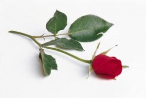 A rózsákból is nyernek ki aromát, amit aztán a Rózsás vízipipa dohányba ízlelhetünk meg